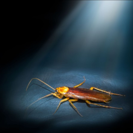 Government Roaches Under the Spotlight