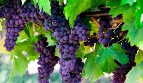 fruit-of-the-spiritFruit of the Spirit