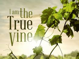 i-am-the-true-vine