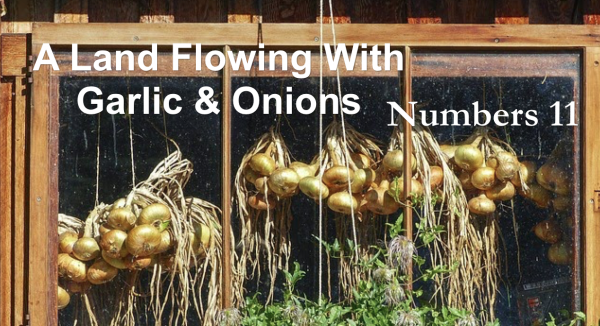 A Land Flowing With Garlic & Onions!! A Land Flowing With Garlic & Onions!!