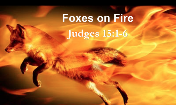 Foxes on Fire Foxes on Fire