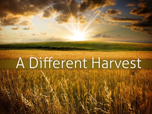 A Different Harvest - Part 1 A Different Harvest - Part 1