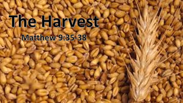 the-harvestThe Harvest