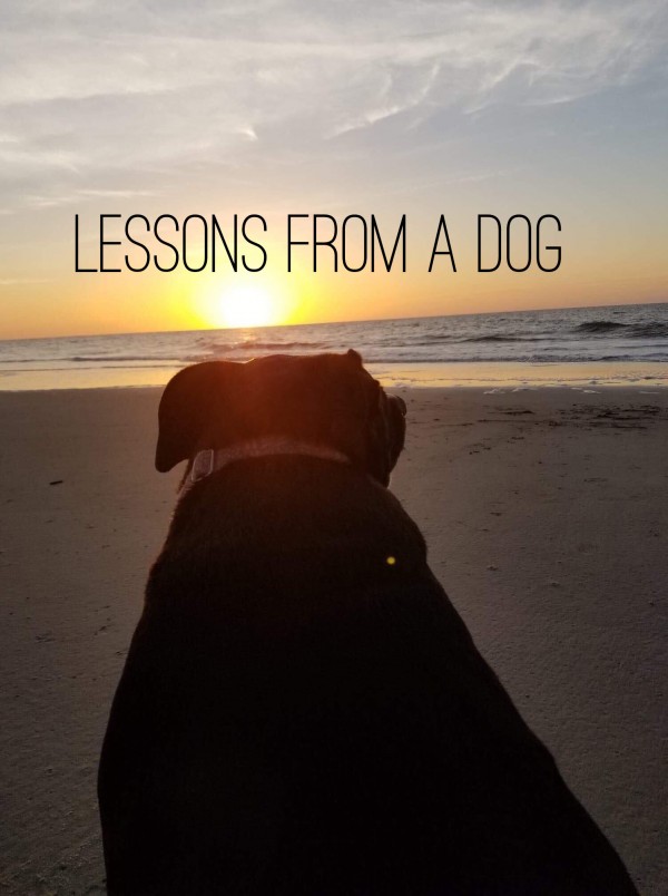 lessons-from-a-dogLessons From a Dog