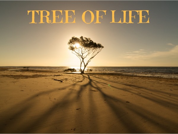 tree-of-lifeTree of Life