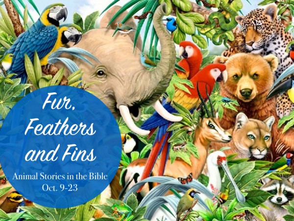 Fur, Feathers, and Fins Part 3: Sea-riously Over-whale-med Fur, Feathers, and Fins Part 3: Sea-riously Over-whale-med