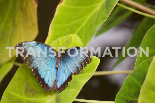 transformationTransformation
