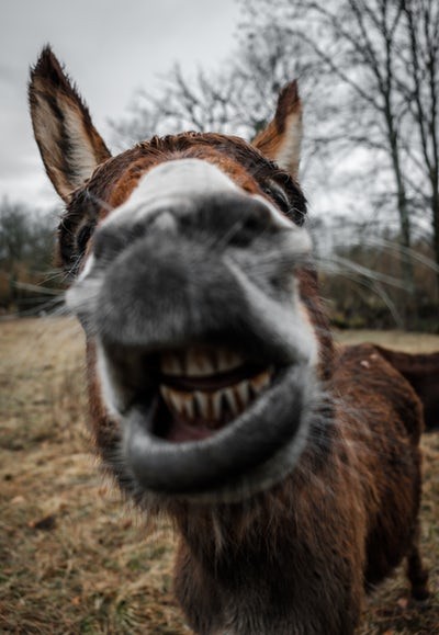 donkey-talesDonkey Tales