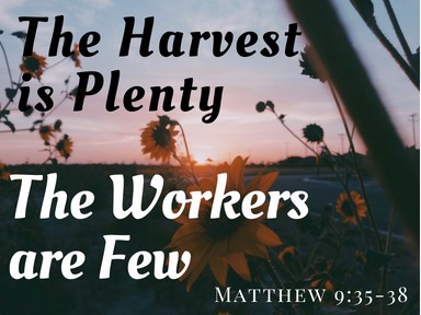 The Harvest is Plenty The Harvest is Plenty