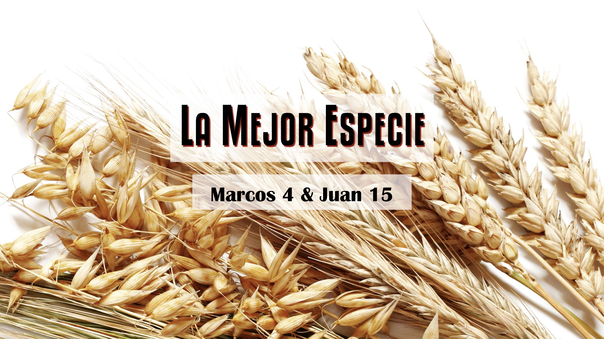 Pastor Roga Ministries