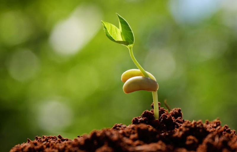 The Sower and the Seed - God's love and our freedom